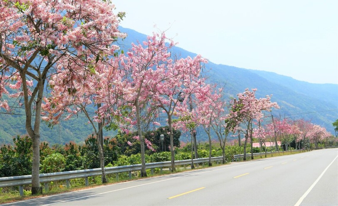 騎向粉紅大道!茂管處邀大家玩騎「最粉嫩自行車路線」