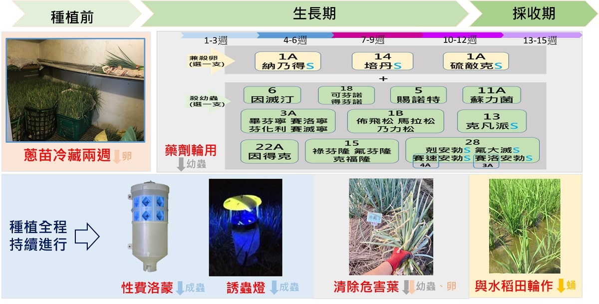 ▲IPM綜合防治青蔥甜菜夜蛾。