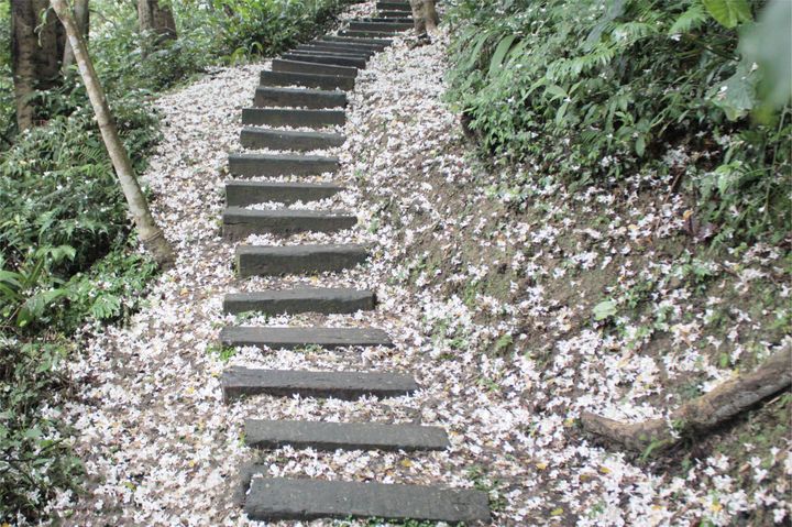土城清溪步道雪白美景(圖為2022年花況)。 圖:新北市政府客家事務局/提供