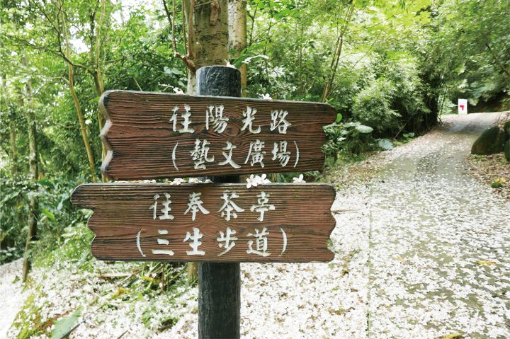 新北市客家桐花祭 賞桐小旅行今日開放報名