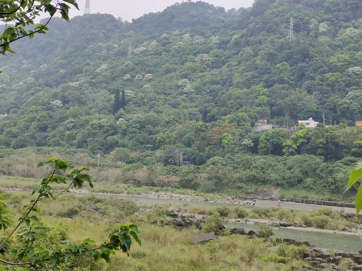 新北市客家桐花祭 賞桐小旅行今日開放報名