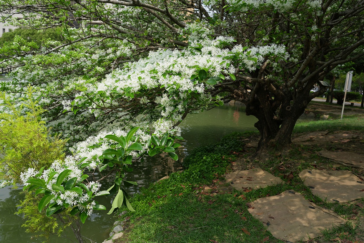 可能是唐棣屬植物、核果樹和小木犀樹的圖像
