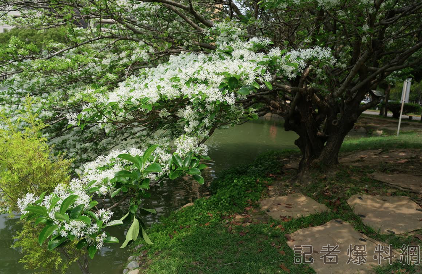 人間浪漫四月雪美景 中興湖流蘇花盛開