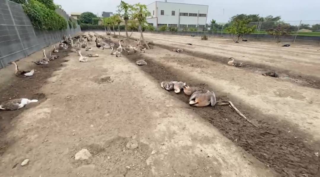 ▲北斗鎮中寮里一處禽畜養殖場，養有800隻土鵝、番鴨傳出猝死，動防所說，尚需等待進一步化驗才能釐清真相。（記者張溎壕攝）