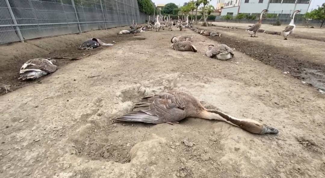 ▲北斗鎮中寮里一處禽畜養殖場，養有800隻土鵝、番鴨傳出猝死，動防所說，尚需等待進一步化驗才能釐清真相。（記者張溎壕攝）
