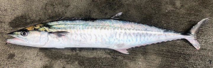 馬加鰆正當季 造訪東北角漁港一嚐清蒸、紅燒、生魚片多重美味