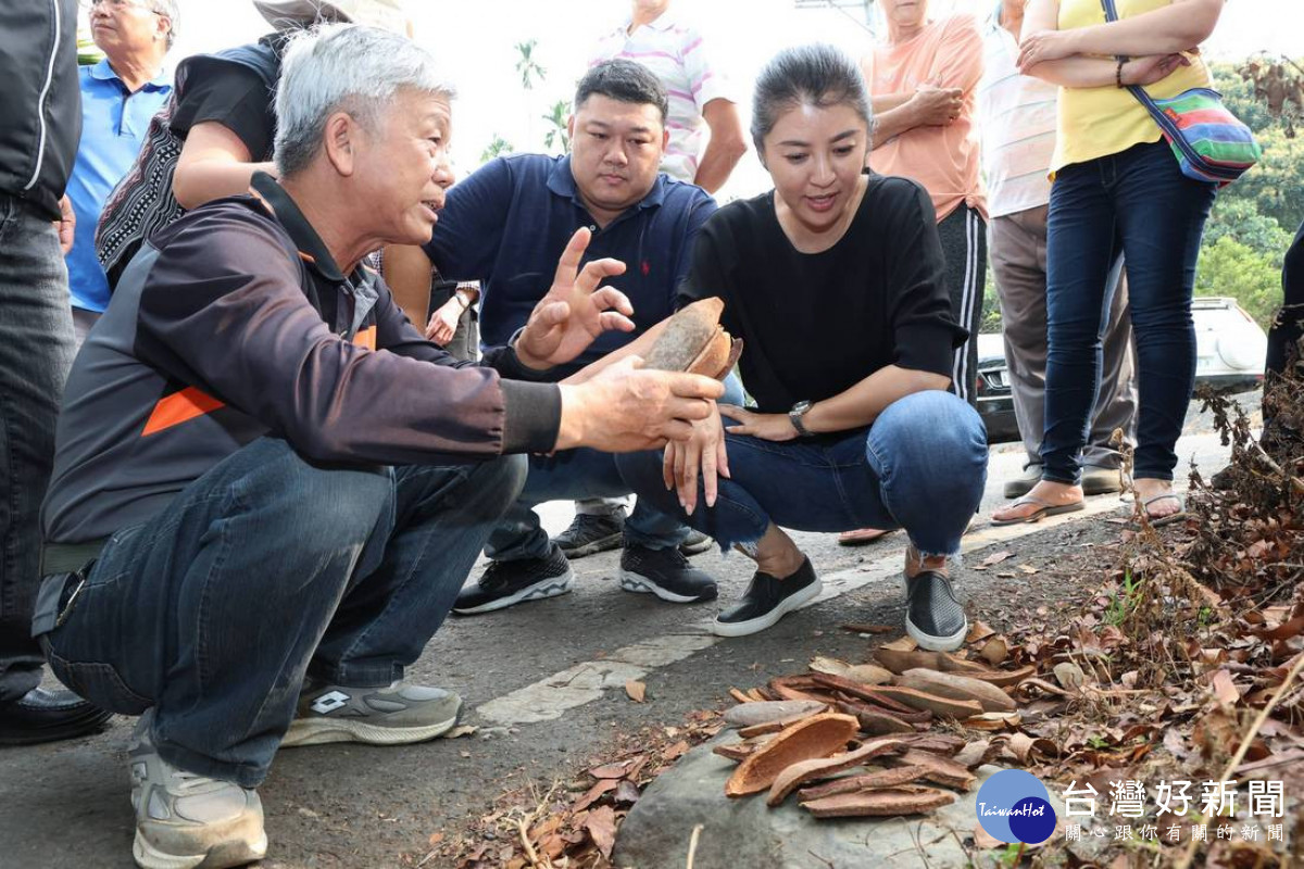 大葉桃花心木路樹,春季大量落葉及落果,不僅常砸到過往人車,堅硬的果實破裂,還會造成機車打滑十分危險。