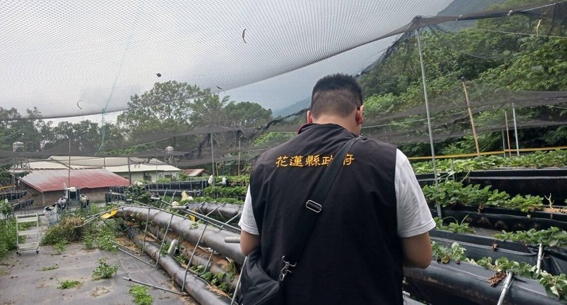 花蓮縣府組勘災小組現勘新城鄉草莓 爭取現金救助