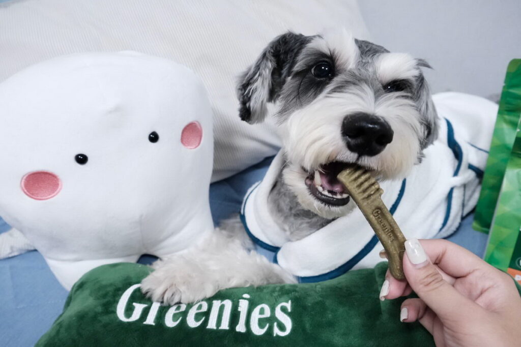 超過90%的飼主都有幫狗狗清潔口腔的習慣，但仍要留意產品選擇，避免讓狗狗成為「口氣犬」 圖：雪納瑞歐氏兄弟