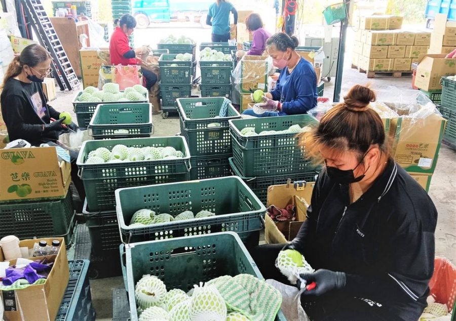 產銷履歷芭樂 為消費者把關