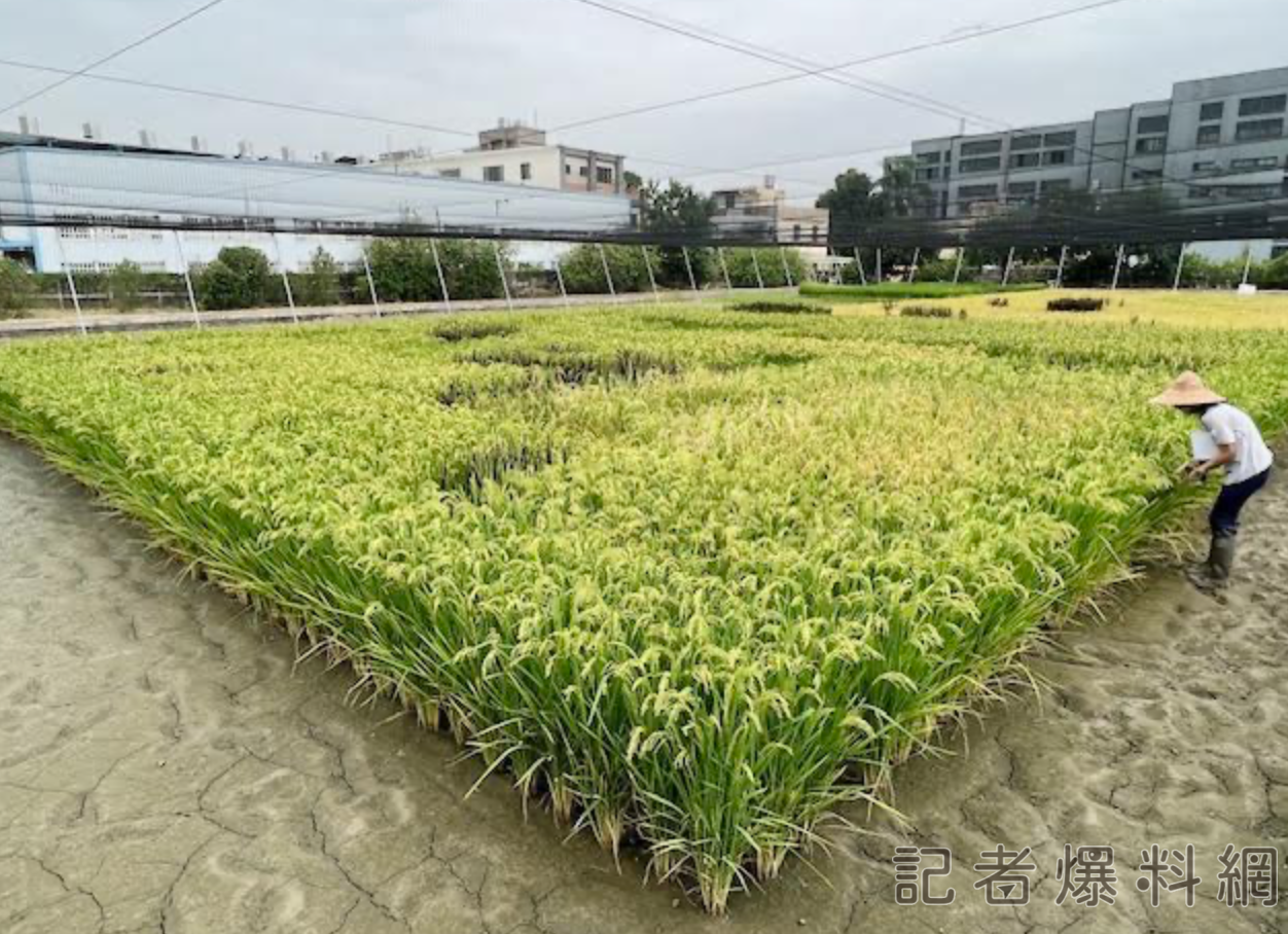 這一粒米好營養 興大與瑞士團隊開發富含維他命 B1水稻