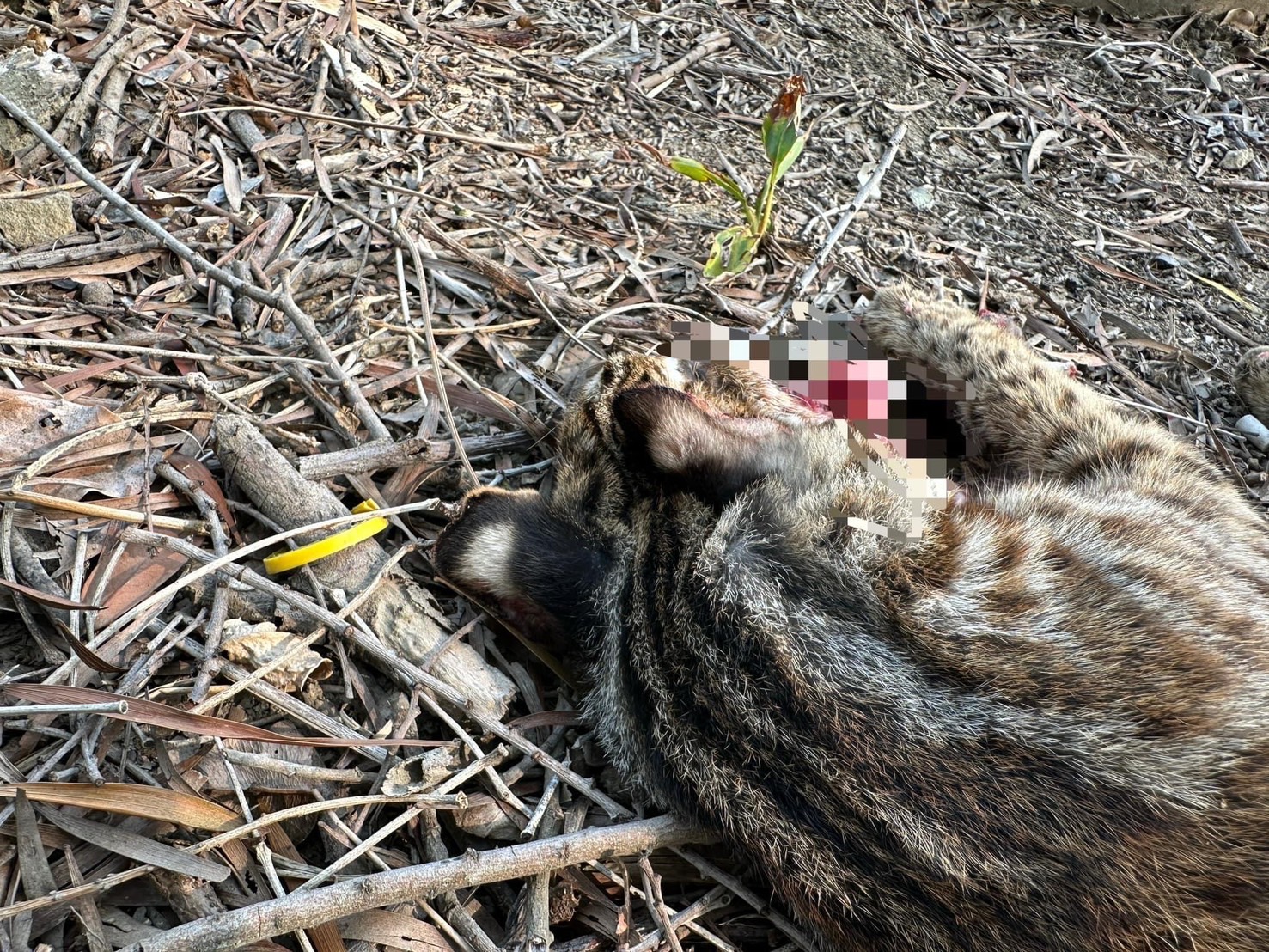 ▲瀕臨絕種的保育類野生動物石虎，被民眾發現倒在彰化花壇東外環道的路旁，嘴巴吐血明顯死亡。（翻攝臉書爆料公社二社）