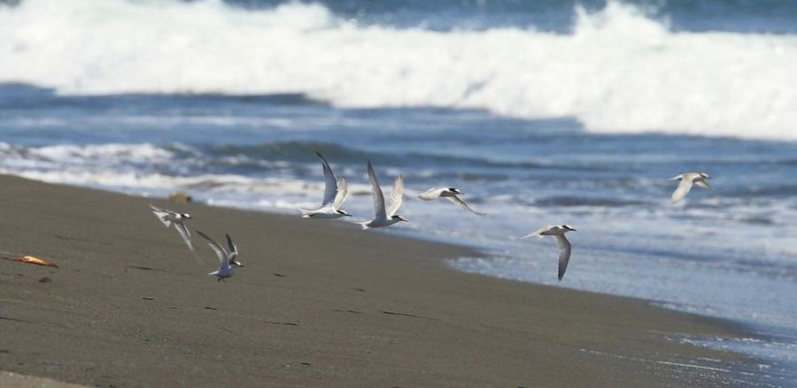 燕鷗繁殖季即將到來! 海保署呼籲遵守「四不一要」共同守護燕鷗家族