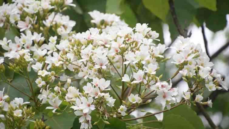▲客家委員會這兩年特別推動「桐聚道」，希望像茶道、花道一樣，當桐花盛開時，親友同聚一起賞桐逍遙遊。（記者林明佑翻攝）