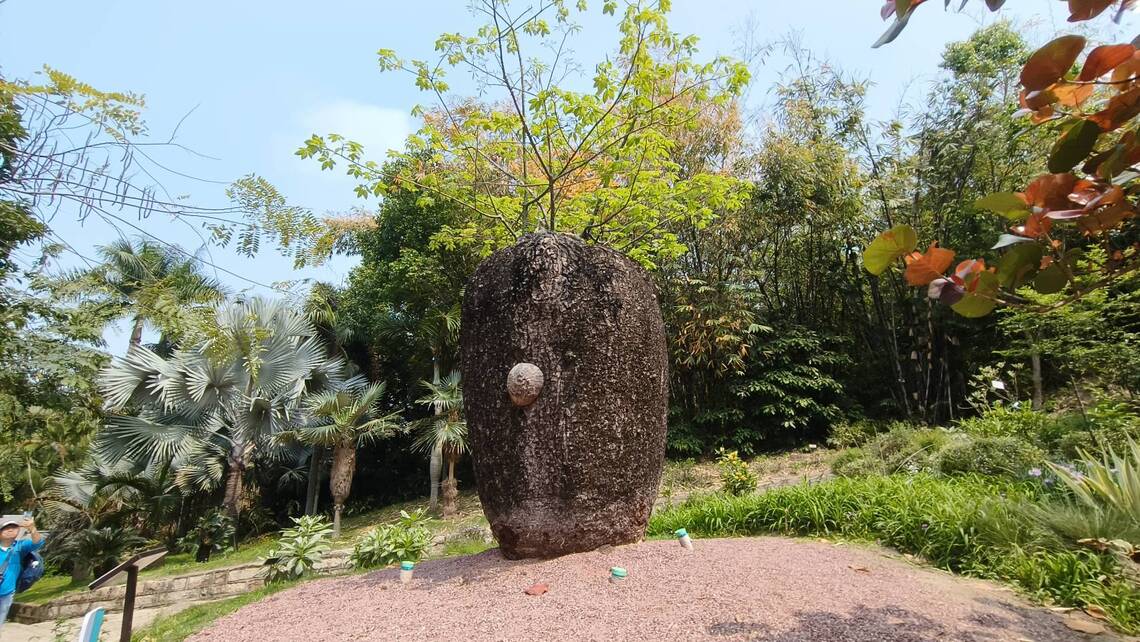 廈門植物園,看到白花異木棉