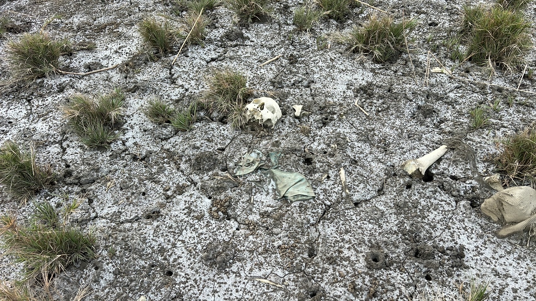 ▲有外勞到大肚溪出海口附近捕捉螃蟹時，意外在附近發現大片散落的白骨，因看起來很像人骨，嚇得外勞立即找來仲介陪同向警方報案。（民眾提供）