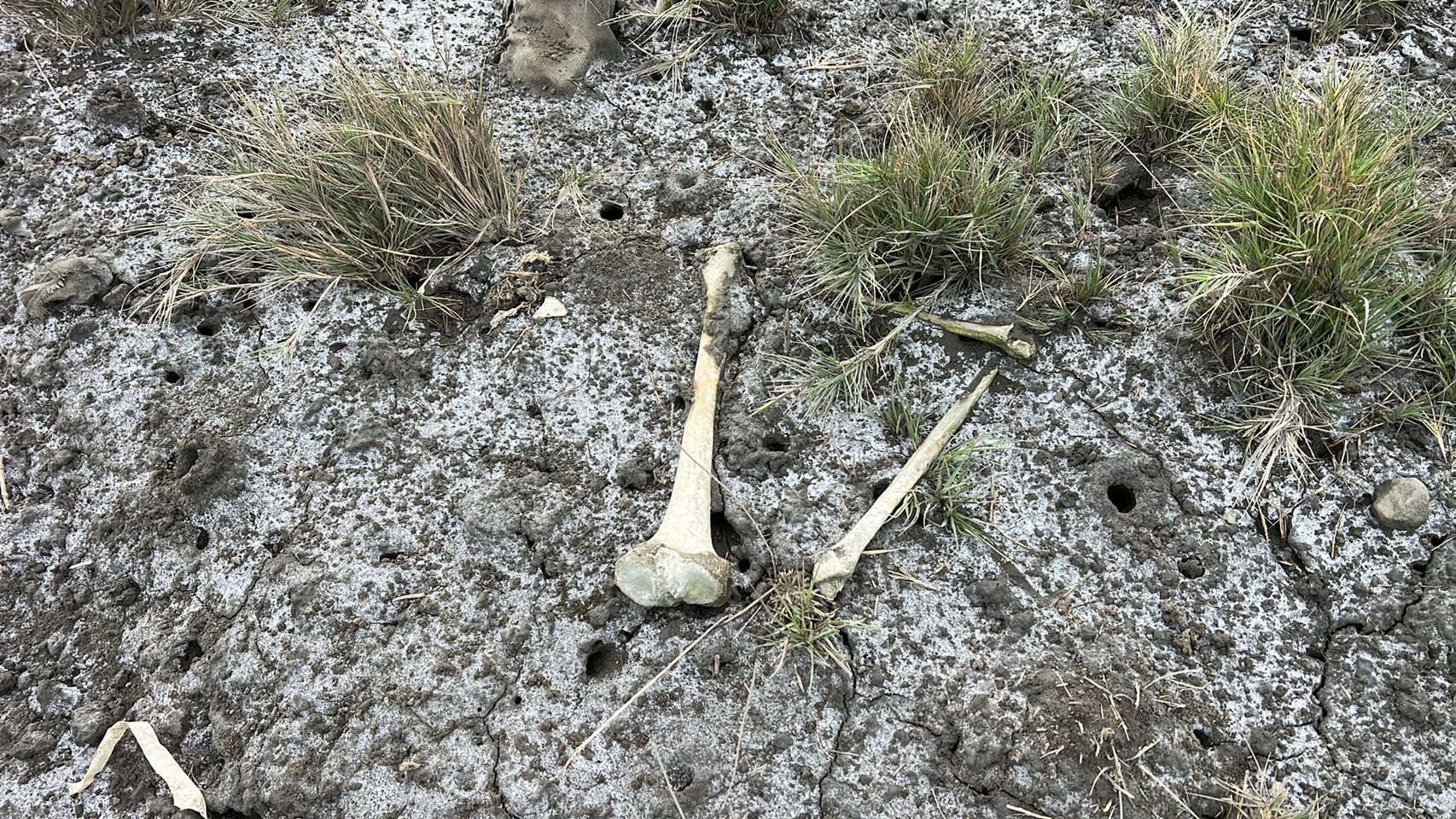 ▲有外勞到大肚溪出海口附近捕捉螃蟹時，意外在附近發現大片散落的白骨，因看起來很像人骨，嚇得外勞立即找來仲介陪同向警方報案。（民眾提供）