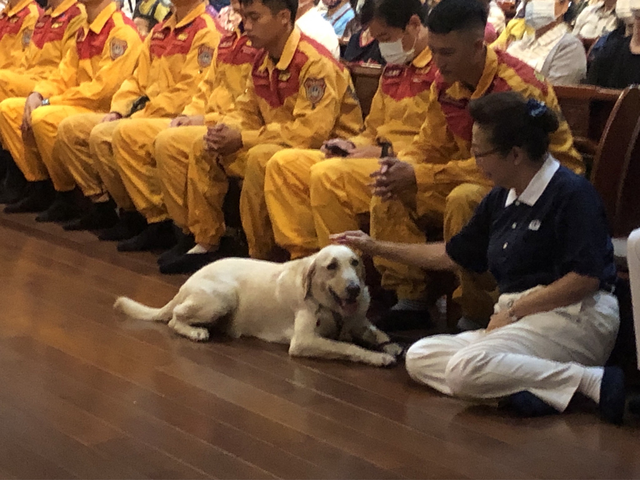 花蓮縣消防局搜救犬Hero,跟著花蓮縣消防局特搜隊代表一起參與靜思堂祈福會,在會場內全程安靜乖巧的安住在當下。
