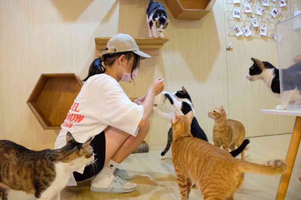 ▲「養一隻貓吧」店內維持30隻待領養的流浪貓咪,並有貓屋、跳台等常見設備讓貓咪有舒適的活動空間。(業者提供)