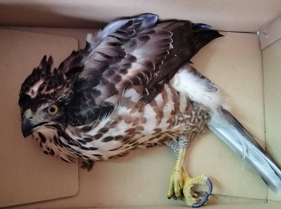 鴿子開膛破肚散落公園 新北動保處扮柯南找出兇手是「牠」!