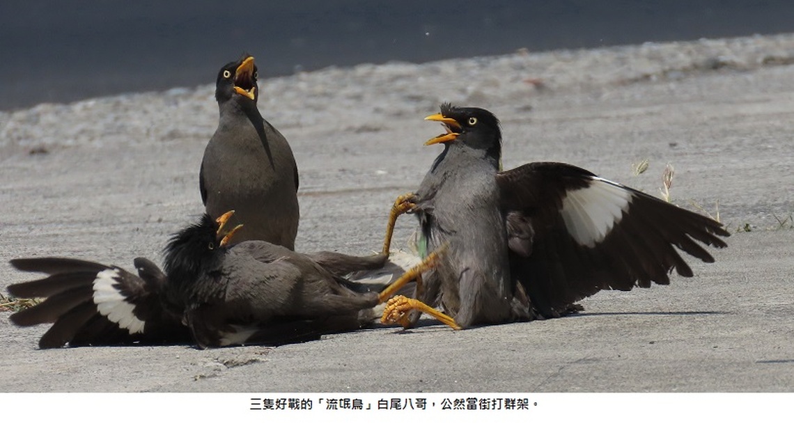 八哥當街打群架 該當何罪?