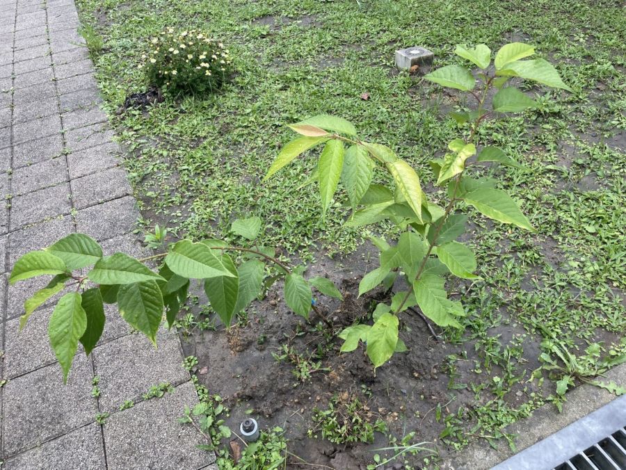 《英靈不泯3-1》南部警察公墓有著落了　警界孔子高哲翰：樂觀其成 217
