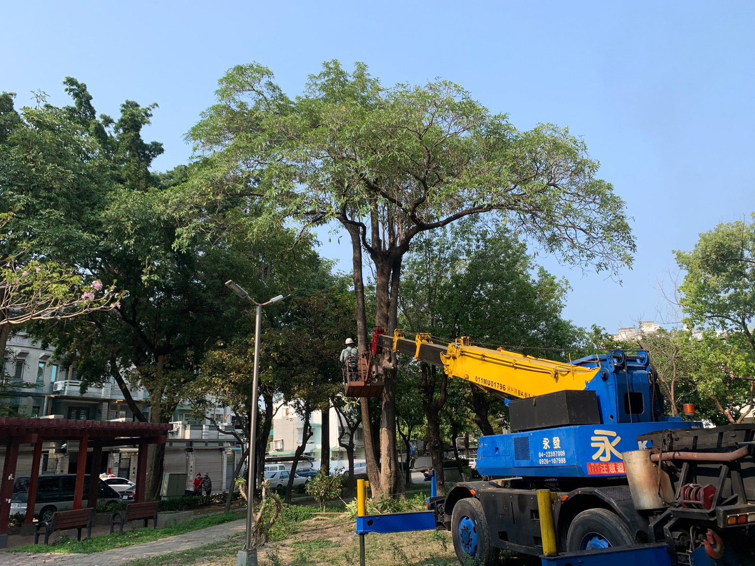 防汛備戰、專家現場指導！ 中市建設局啟動萬餘株樹木預防性修剪