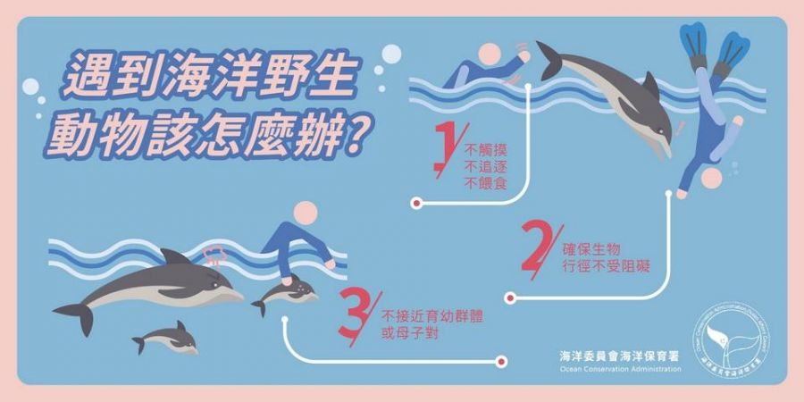 海島旅遊正夯! 國人應避免不當追鯨行為以免觸法