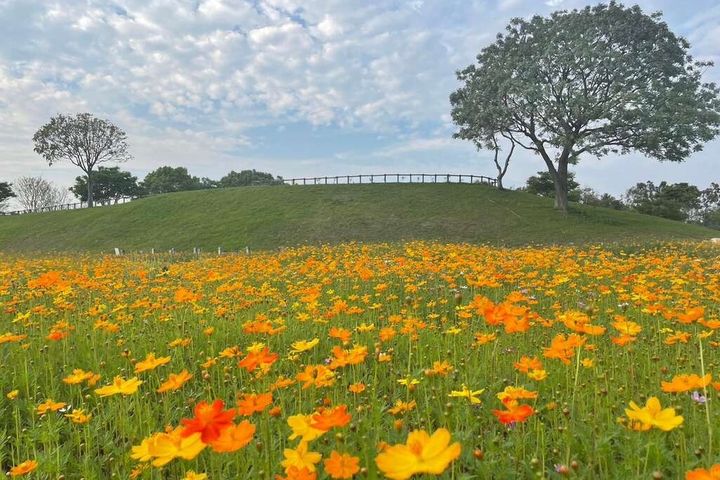 后里環保公園波斯菊花季預計到4月底,歡迎前往拍照打卡。 圖:台中市政府觀光旅遊局/提供
