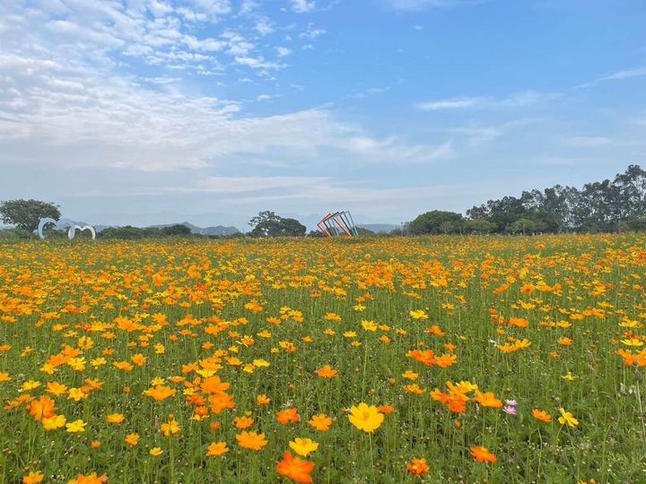 波斯菊盛開!把握時間徜徉后里環保公園花海中