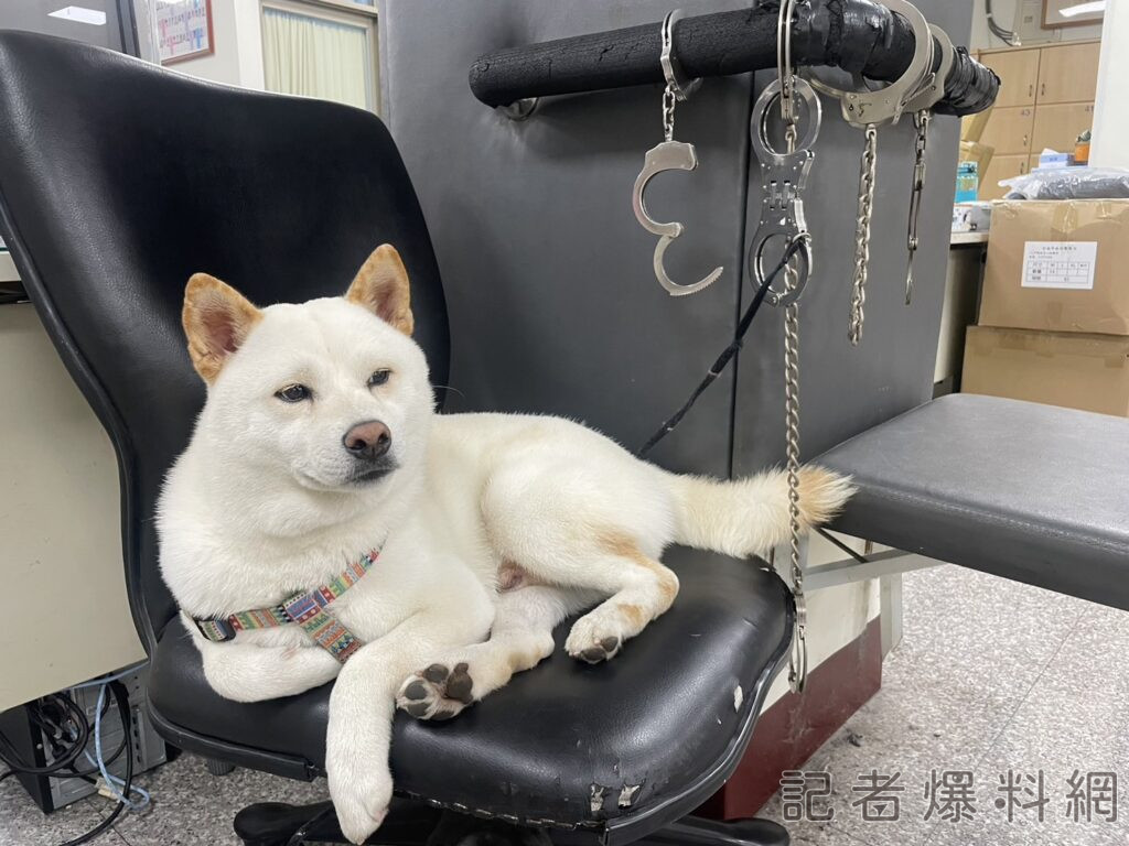 ▲白柴性格溫馴、相當親人。（圖／永康分局提供）