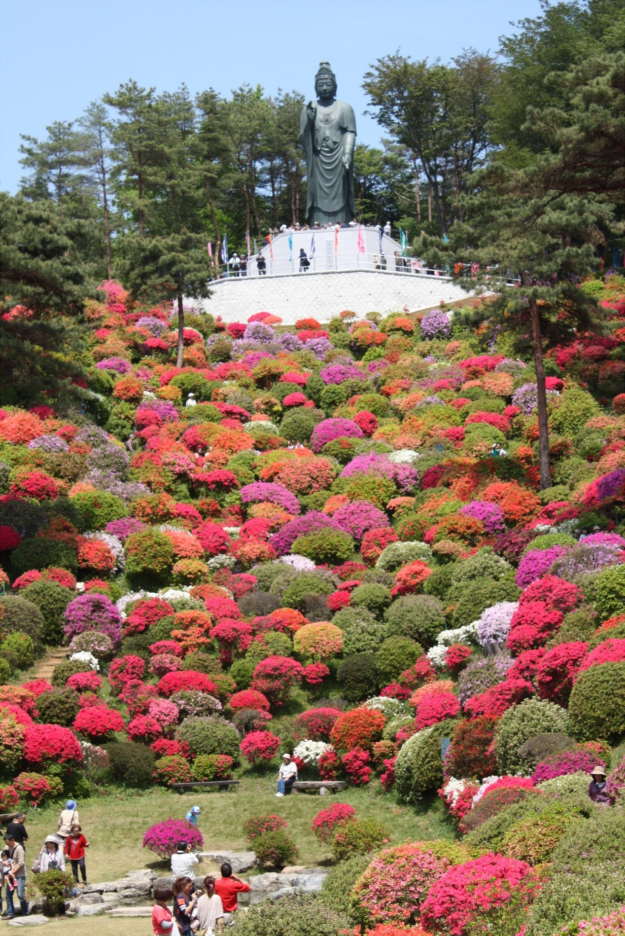 日本賞花接力!下一棒來看名列「東京新百景」的繽紛杜鵑花海!