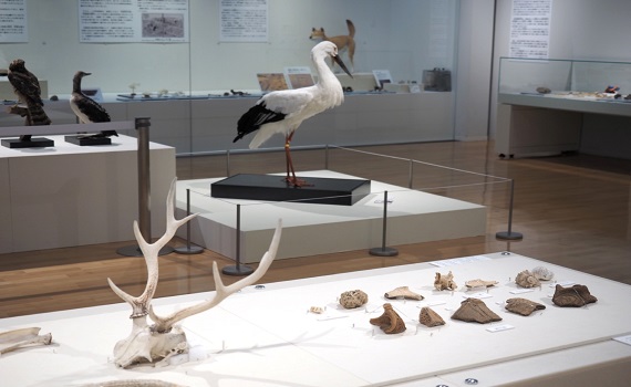 新北考古生活節「台日連線」 兵庫縣同步展出動物考古特展