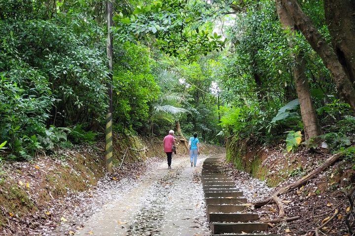 三芝賞桐秘「徑」環境清幽宜人。 圖:新北市政府綠美化環境景觀處/提供