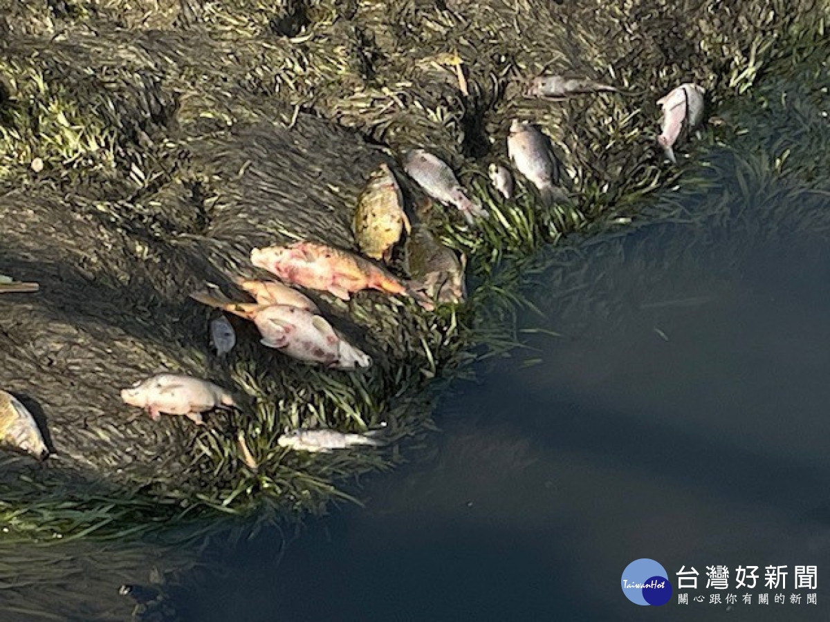旱溪死魚。林重鎣