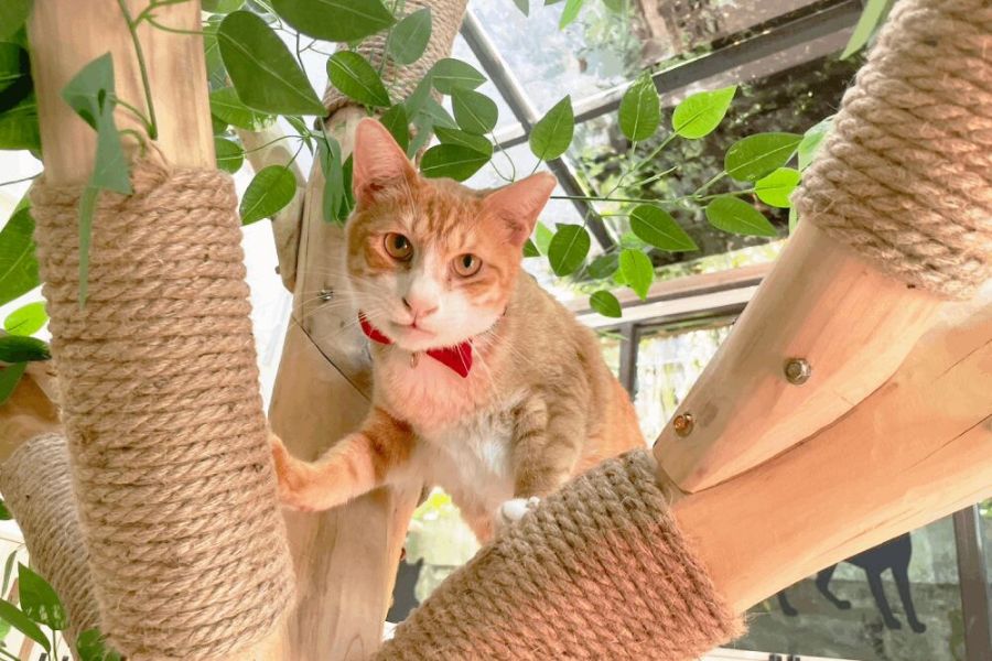 「猴硐貓公所」揭牌!歡迎來認養貓咪 新北動保處:不要來棄養貓隻 287 照片來源:新北市政府動物保護防疫處臉書粉專