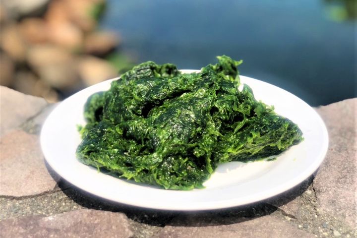 有「綠金」美譽的礁膜,俗稱青海菜。 圖:新北市政府漁業及漁港事業管理處/提供