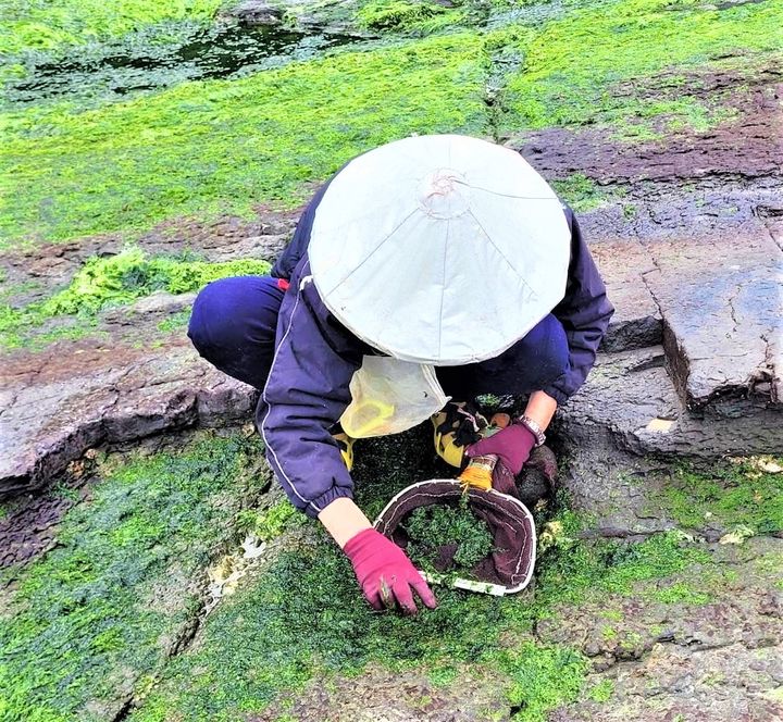 貢寮「綠金」青海菜正當季 春末夏初海邊散步不忘嘗鮮