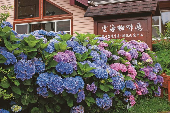 「雲海咖啡廳」設置了繡球花廊,可享受被上萬朵繡球花包圍的浪漫氛圍。 圖:雪霸休閒農場/提供