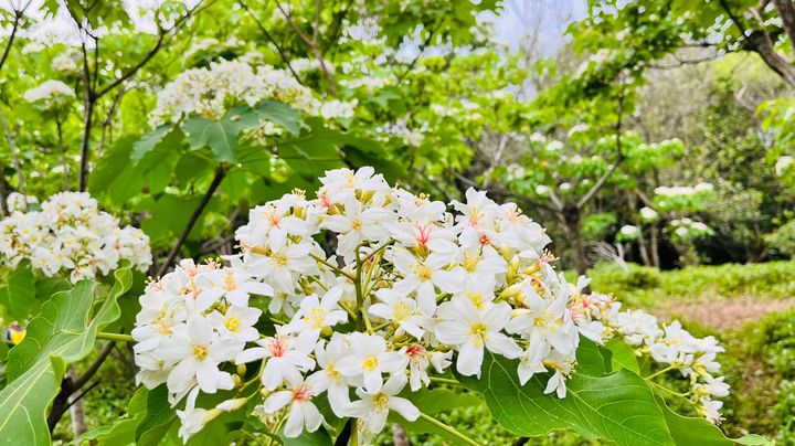 《好客竹縣》賞花攻略出刊!全台海拔最高紫色繡球花 5月即將盛開