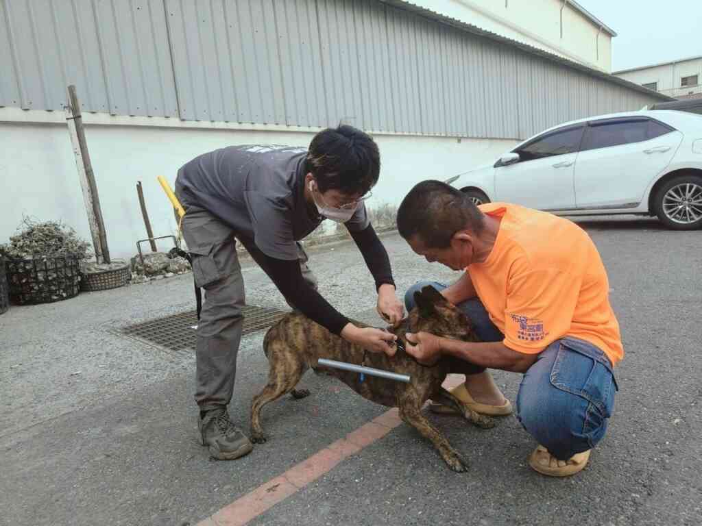 ▲在岑海里長翁億穎協助之下,將捕獲浪犬配戴戴矯正器,目前觀光區內犬隻追車咬人比例已降七成。(嘉義縣政府提供)
