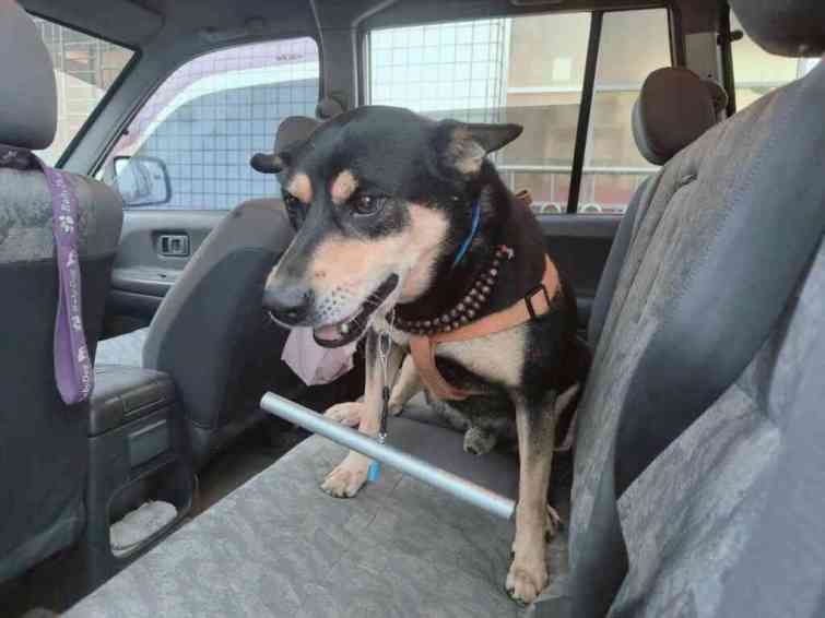 ▲犬隻佩戴矯正器後明顯改善追車問題，未配戴矯正器的犬隻看到佩戴矯正器的犬隻後也變得較溫馴。（嘉義縣政府提供）