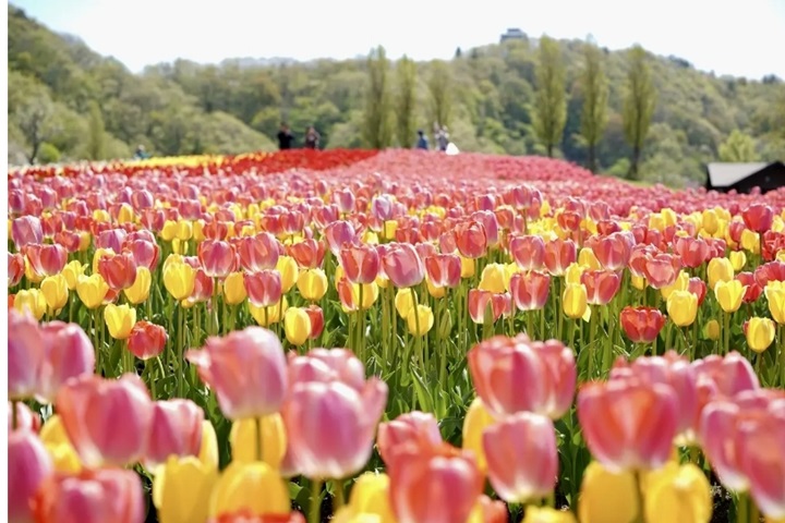 位於新潟縣長岡市的國營越後丘陵公園正值鬱金香花祭,即日起到5╱6繽紛美翻天。 圖:國營越後丘陵公園/提供