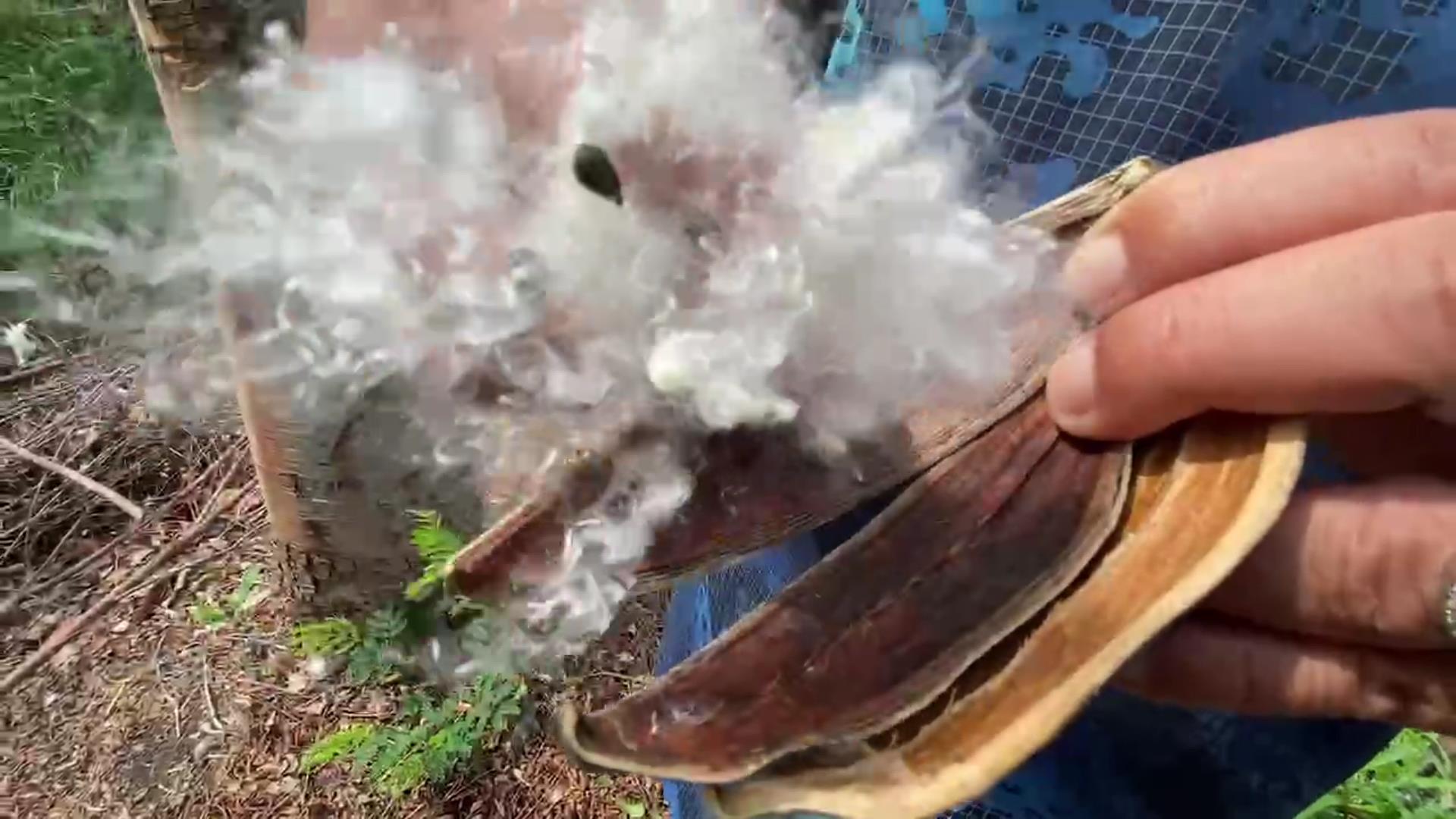 ▲國道1號埤頭路段大量木棉花的棉絮隨風飄逸，宛如下起五月雪，不少人覺得浪漫，國道警方提醒，行駛高速公路勿賞景，仍應專心開車、注意車況。（記者張溎壕攝）