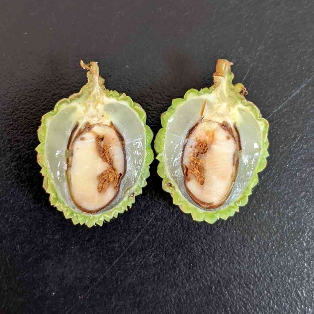 ▲荔枝細蛾於荔枝幼果期鑽入蛀食種仁,應提早預防。(台中農改場提供)