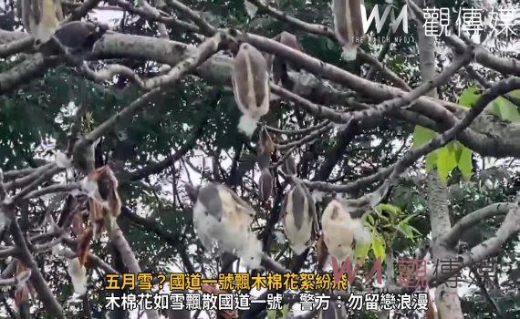 (有影片)/五月雪?國道一號木棉花絮紛飛 駕駛人應避免看美景分心
