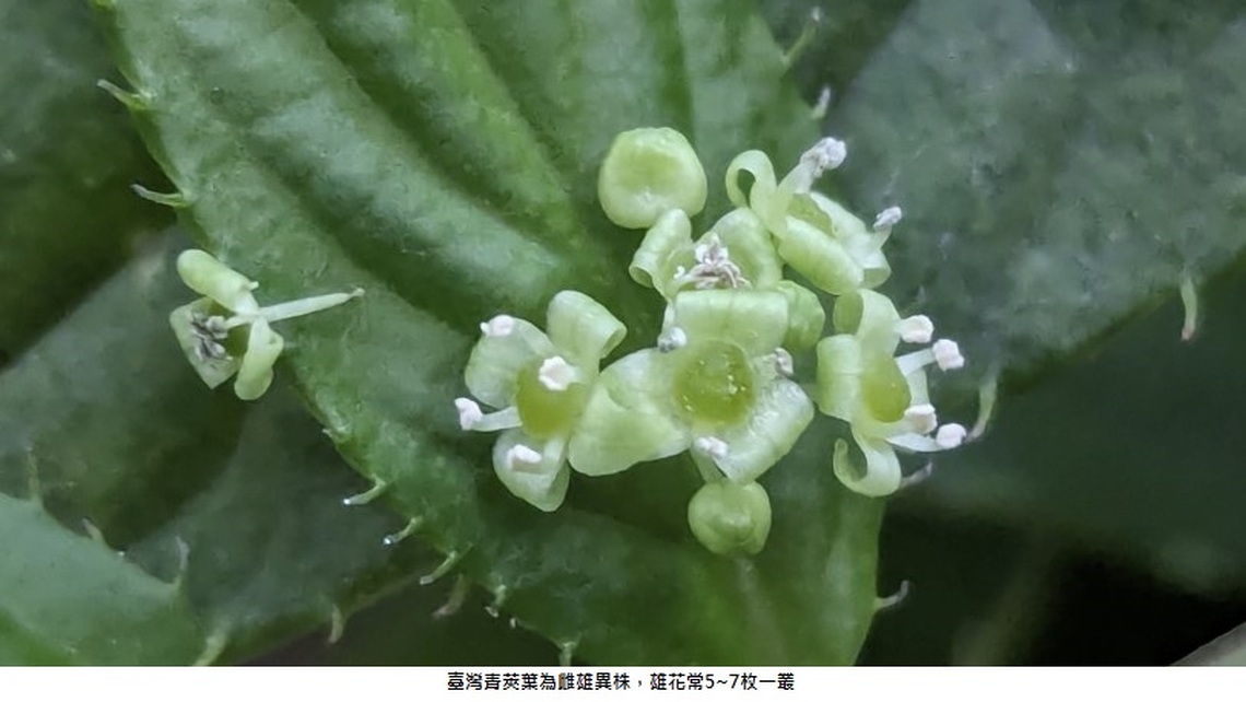 珍稀葉上花讓您大開眼界  臺灣青莢葉現身典藏植物園