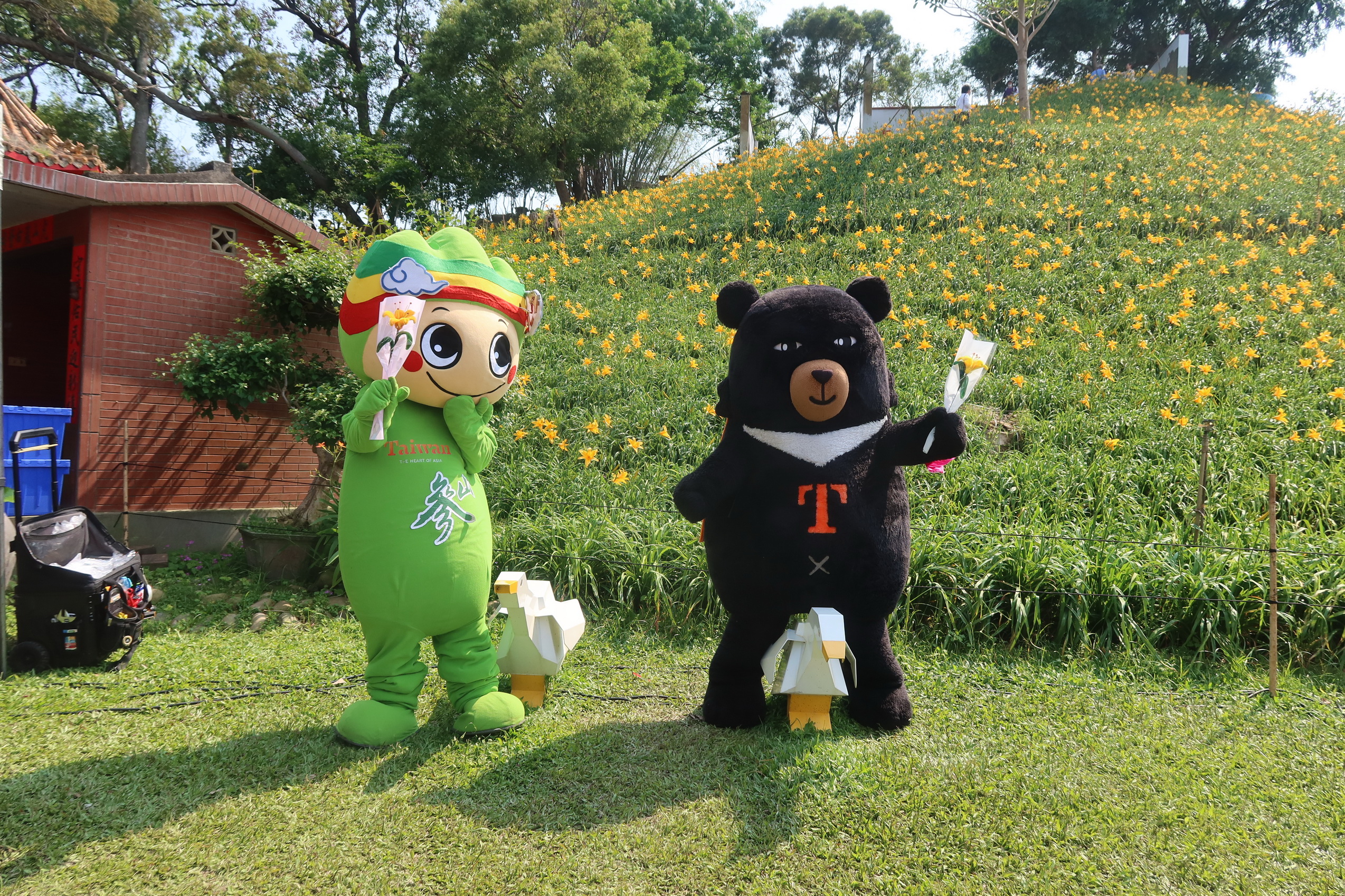 ▲參山國家風景區管理處與虎山巖寺管委會聯合宣布,金針花季將進入盛開期,邀請全國遊客來虎山巖賞花共度母親節。(記者張溎壕攝)
