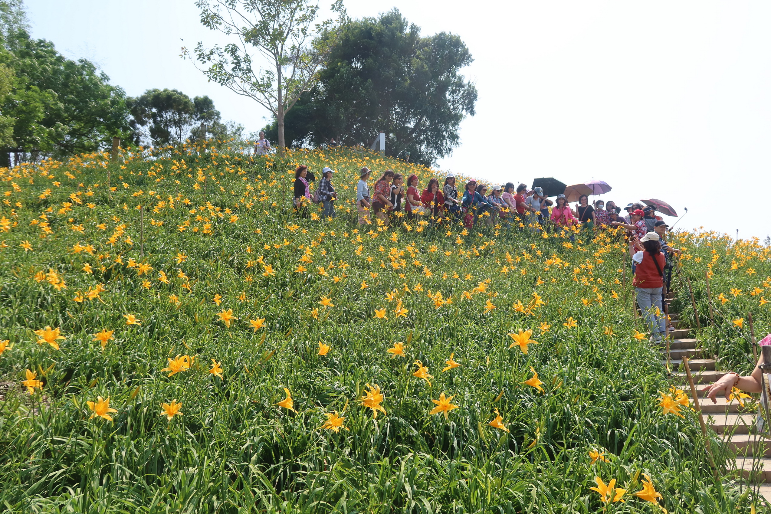 ▲參山國家風景區管理處與虎山巖寺管委會聯合宣布，金針花季將進入盛開期，邀請全國遊客來虎山巖賞花共度母親節。（記者張溎壕攝）