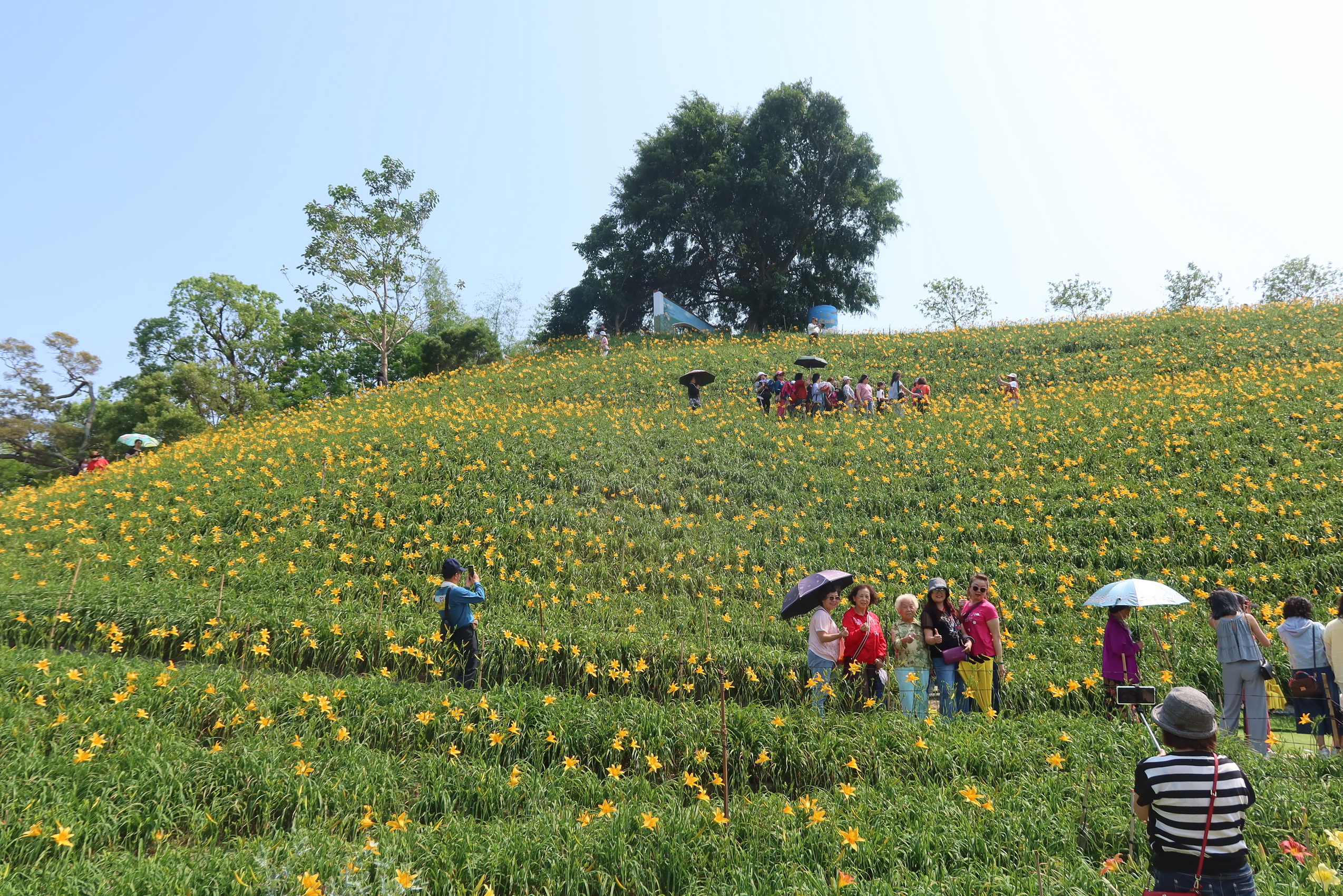 ▲參山國家風景區管理處與虎山巖寺管委會聯合宣布，金針花季將進入盛開期，邀請全國遊客來虎山巖賞花共度母親節。（記者張溎壕攝）